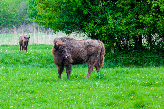 Wandelroute Flevoland Natuurpark Lelystad Langs De Big Five