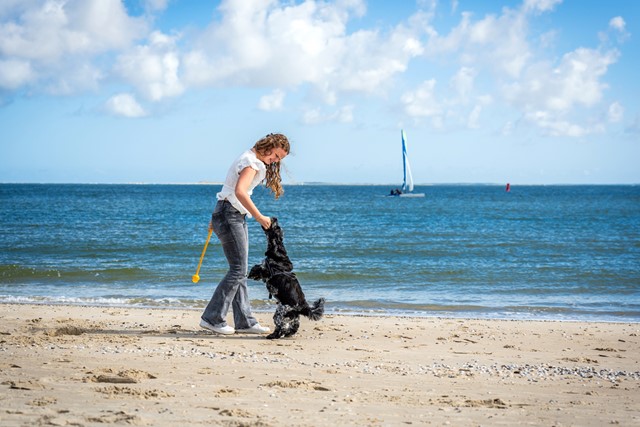Met de hond wandelen op Texel: op het strand