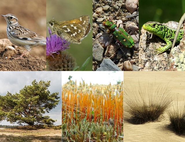 Planten en dieren | vogels | bomen | duinen | zandverstuiving | zandhaardos | pijpenstrootje