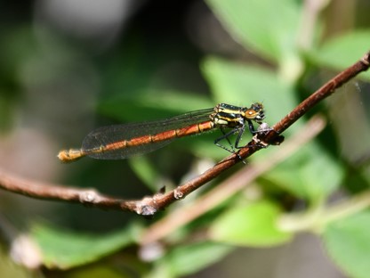 Natuurtips Zo Spot Je Insecten Tijdens Je Wandeling