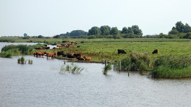Lauwersmeer grazers 