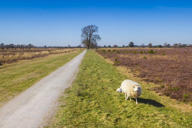 Wandelroute Drenthe Familiepad Drents Friese Rolstoelvriendelijke Wandelroute