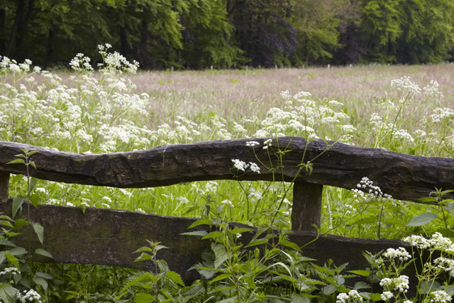 Trage Tocht Losser Haagse Het Haagse Bos