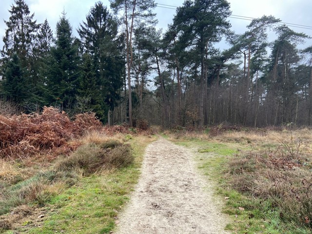 afbeelding van een pad in de Oisterwijkse bossen.