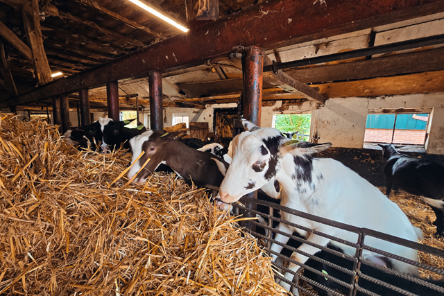 Klompenpad Achterhoek Achterwooldsepad Geitenkaasboerderij De Brömmels