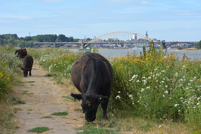 Grazende koeien met Nijmegen op de achtergrond