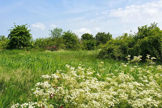 Landgoedwandelingen Landgoed Haarzuilens Aan De Rand Van De Stad: Weiland gras