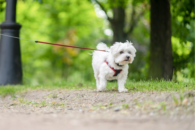 Hoe Maak Je Wandelen Comfortabel Voor De Hond Als Je Langere Afstanden Aflegt: Hond park