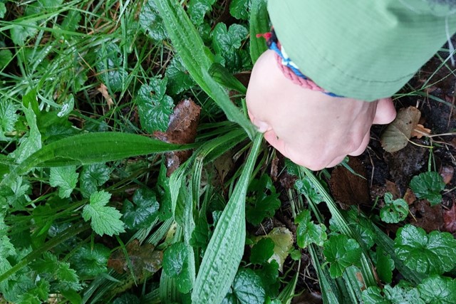 Plandelman ontmoet... Wildplukker Esther de Groot - Dè top tip!