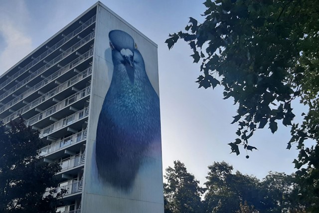 afbeelding van street art (een duif) gemaakt door Stefan Thelen.