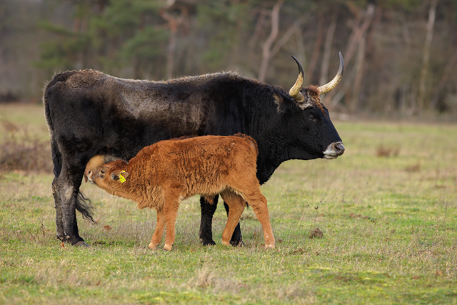 Links En Rechts Van De Peelrandbreuk Etappe 9 Van Bedaf Naar Heesch Natuurgebied De Maashorst