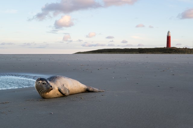 Met de hond wandelen op Texel: zeehond op het strand