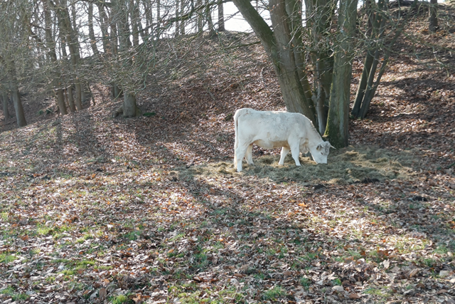 Wandelroute Spanderswoud Zanderij Crailoo Schotse Hooglanders En Het Spandersbosch