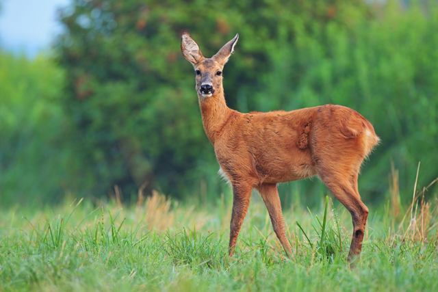 Boswachterspad Achterhoek Laarzenroute Ruurlo Wilde Dieren