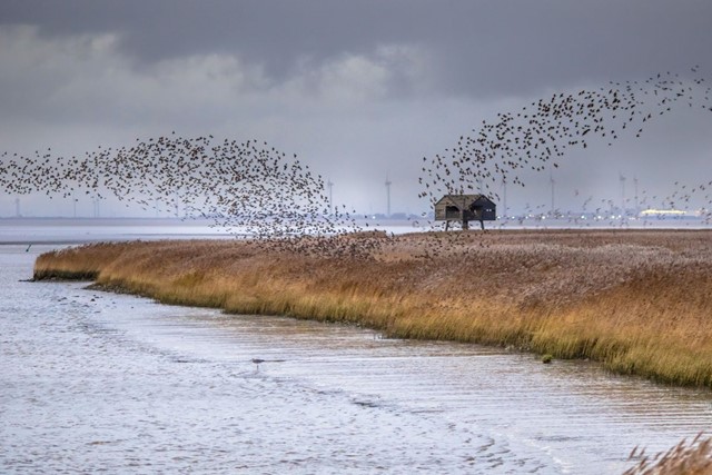 5 x Van Boom tot Bos-wandelingen; Lauwersmeer