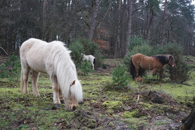 Trage Tocht Posbank Veluwezoom Herikhuizerveld