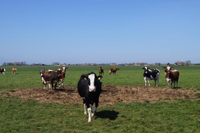 Op weg naar Allingawier werden we nog achtervolgd door een hele grote groep nieuwsgierige koeien