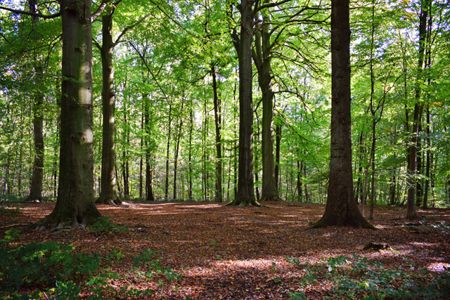 Trage Tocht Assen Landgoed Asserbos