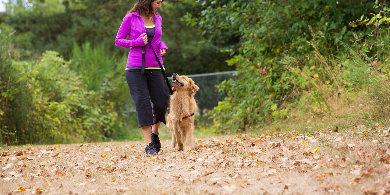 Rijd weg Cilia Anekdote De beste riemen en tuigen om te wandelen met je hond - Wandel