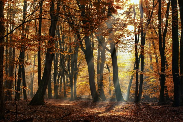 5 x Van Boom tot Bos-wandelingen; Speulderbos