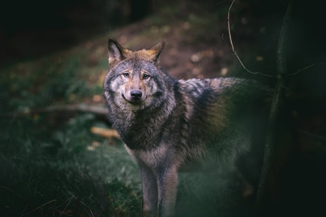 Wat moet je doen als je tijdens je wandeling een wolf tegenkomt?
