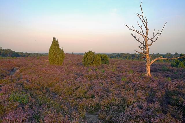 Pieterpad Etappe 10 Ommen Archemerberg En Lemelerberg