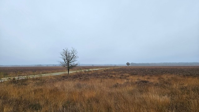 Wandelroute NP Dwingelderveld Nationaal Park Dwingelderveld Onder Het Maaiveld