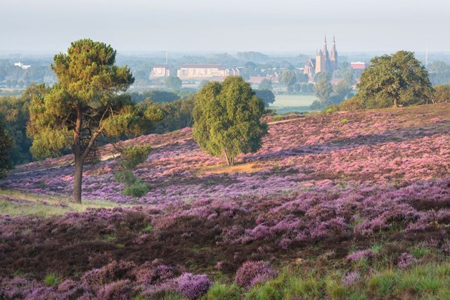 Landgoedwandelingen: Pracht en praal op Landgoed Mookerheide; prachtig uitzicht over de paarse heide